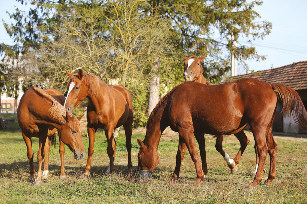 groupe-chevaux