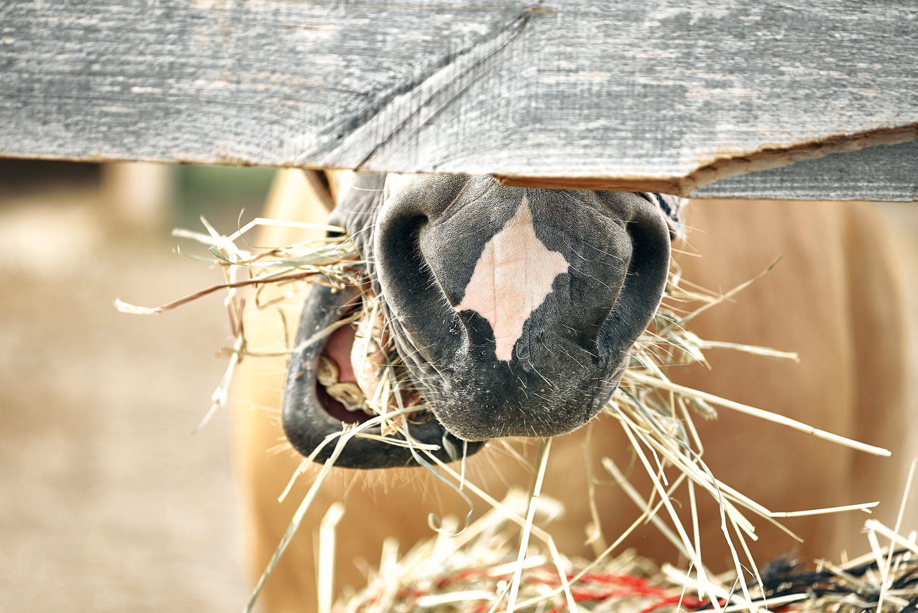 cheval-mange-foin-web