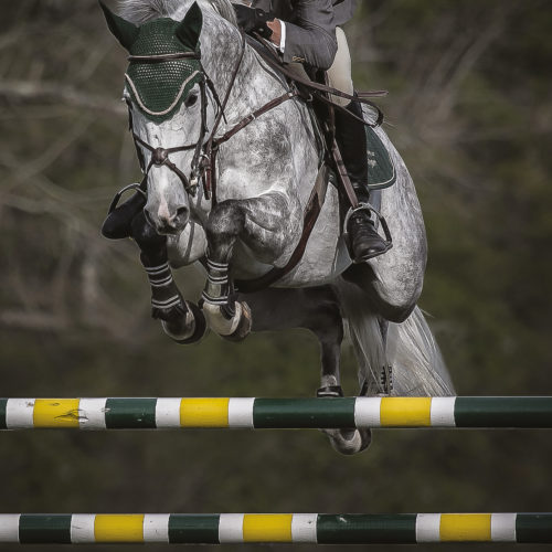 cheval-sport cheval-sport