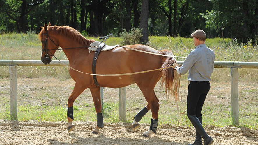 olivier-puls-02 olivier-puls-02